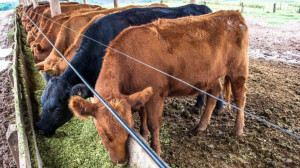 24/7 COWS
